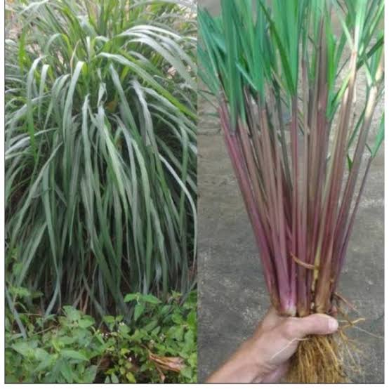 Harga Sereh Wangi / Sereh Merah Menggila, Nilam Mulai Terjepit